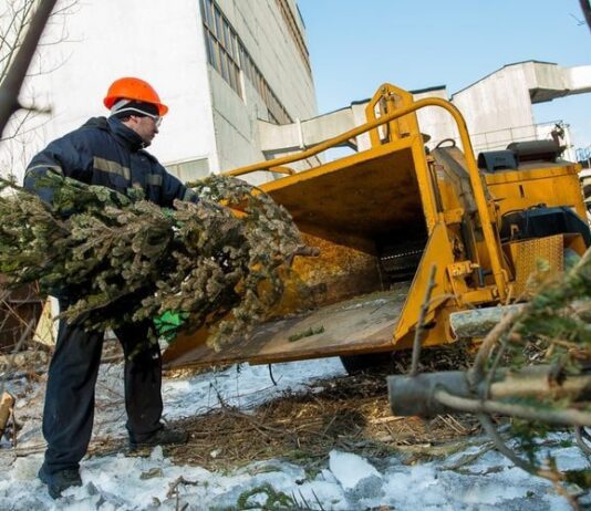 Житомирян закликають утилізувати свої новорічні ялинки