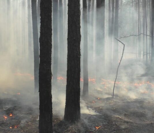 Житомирщина у вогні