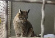 У рисі, яку знайшли пораненою в Житомирі, знайшовся «хазяїн»