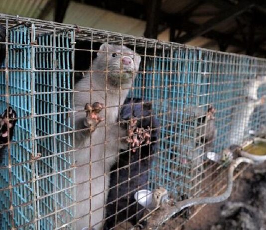 Житомирська ОДА не може вирішити, що робити з хутряною фермою в Сінгурах