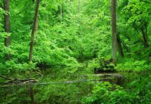 У Житомирі відбудеться презентація нової громадської організації "Захисники лісу Житомирщини"