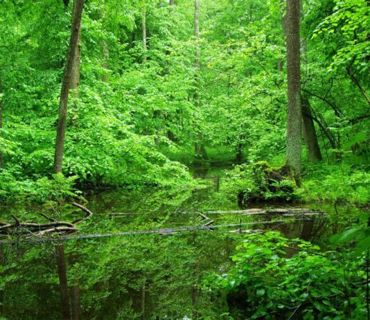 У Житомирі відбудеться презентація нової громадської організації "Захисники лісу Житомирщини"