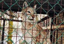 Екологи вирішують, куди перевезти рись, яку знайшли в Житомирі