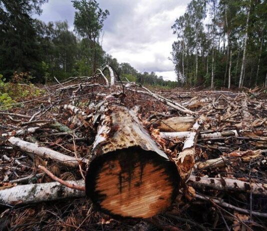 На Житомирщині через шкідників хочуть вирубати 227 га лісу