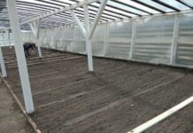 Житомирські лісівники планують висіяти 50 тонн лісового насіння цієї весни