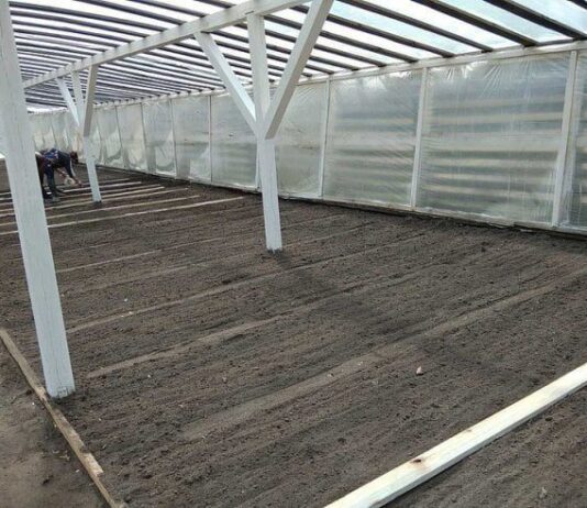 Житомирські лісівники планують висіяти 50 тонн лісового насіння цієї весни