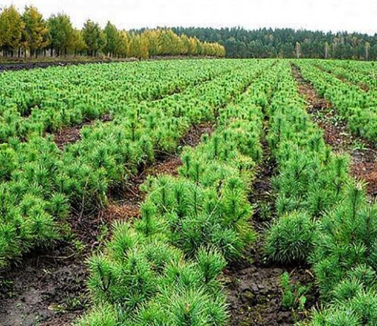 Лісівники Житомирської області запланували у 2020 році висадити 21 мільйон дерев