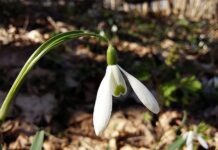 На Житомирщині цвіте підсніжник