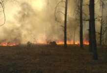 Горять ліси: перевірка якості повітря