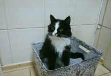 Як працюють ветеринарні клініки в Житомирі під час карантину