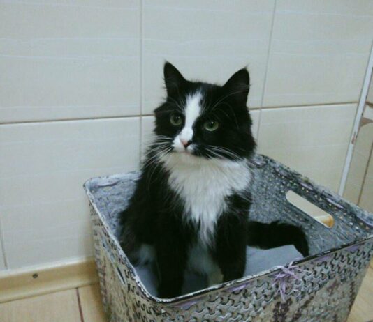 Як працюють ветеринарні клініки в Житомирі під час карантину