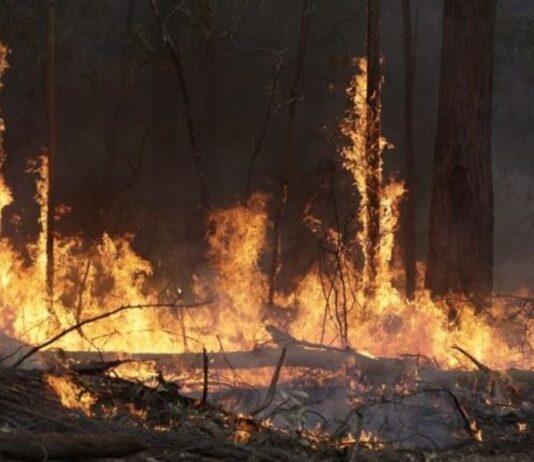 Відомого житомирського блогера підозрюють у пожежі в Чорнобильській зоні