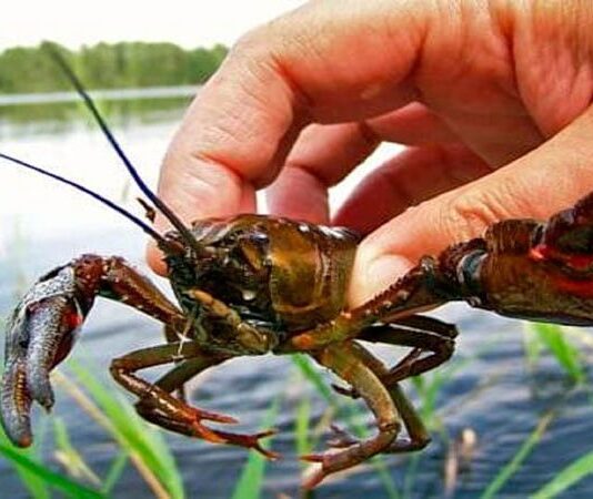Заборонено ловити раків
