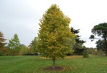 В Житомирском лесхозе выращивают медвежий орех