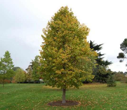 У Житомирському лісгоспі вирощують ведмежий горіх