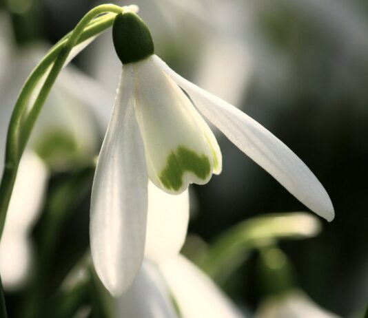 На Житомирщині екологи склали 18 протоколів за збирання і продаж первоцвітів