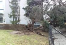 За день у Житомирі вітер повалив більше 60 дерев, – Шевчук