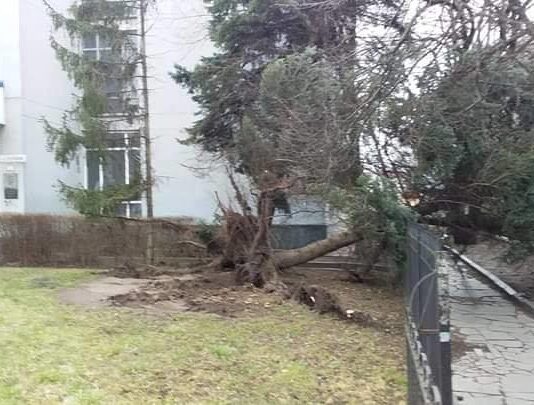 За день у Житомирі вітер повалив більше 60 дерев, – Шевчук