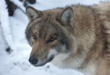 У Житомирській області рахують диких тварин у лісах