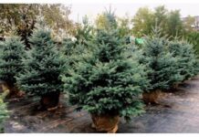 У Житомирі почали продавати ялинки