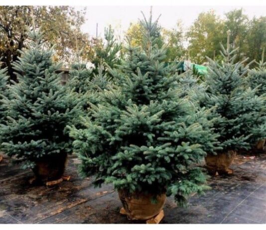 У Житомирі почали продавати ялинки