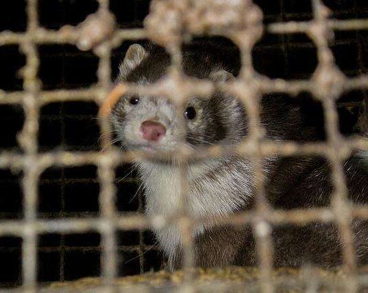 Норкова ферма в Сінгурах зупинить роботу за рішенням суду