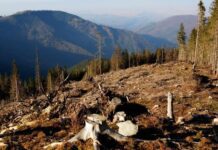 Українські Карпати вирубують по 300 вагонів в день