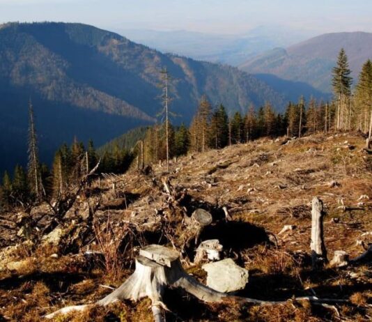 Українські Карпати вирубують по 300 вагонів в день