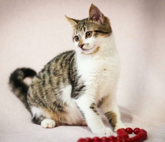 Чому так важливо стерилізувати тварин