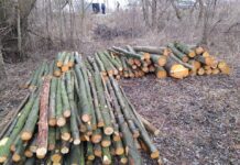 У Житомирі незаконно зрізали дерев більше ніж на 20 тисяч гривень