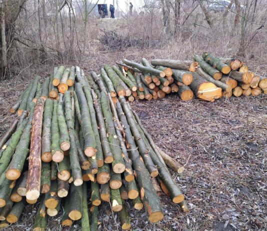 У Житомирі незаконно зрізали дерев більше ніж на 20 тисяч гривень