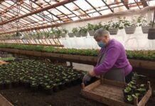 75 тисяч квітів хочуть посадити на клумбах Житомира