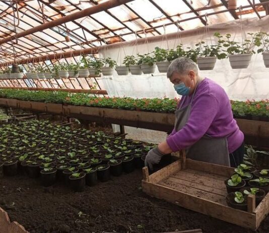 75 тисяч квітів хочуть посадити на клумбах Житомира