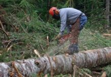 В 2019 году на Житомирщине было обнаружено 237 незаконных рубок леса