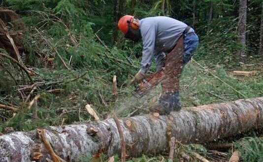 У 2019 році на Житомирщині було виявлено 237 незаконних рубок лісу