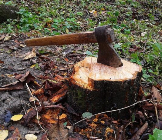 Як “чорні лісоруби” господарюють на території ботанічного заказника