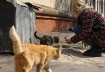 У Житомирі волонтери закликають годувати безпритульних тварин