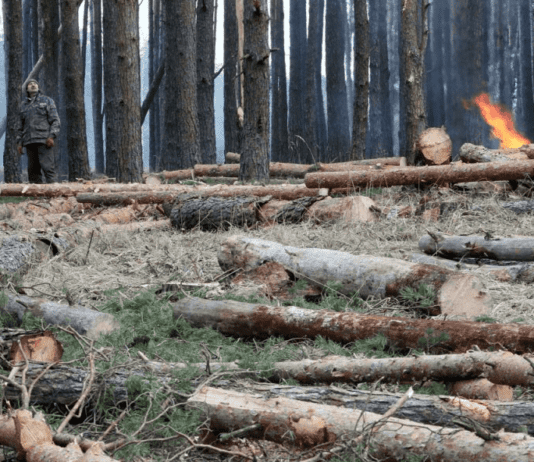 На Житомирщині ліс крадуть цілими вантажівками