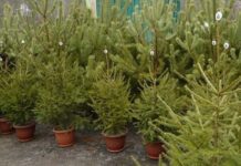 У Житомирі пропонують на різдвяні свята ялинки у горщиках