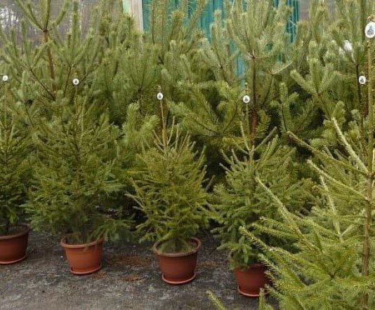 У Житомирі пропонують на різдвяні свята ялинки у горщиках