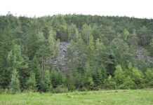 У Житомирській області незабаром може з’явитися новий лісовий заказник