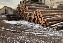 На Житомирщині ДБР проводить обшуки у лісгоспі та виявило збитків на 6 мільйонів гривень