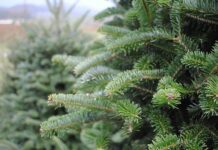 У Житомирській області розпочинається новорічна ялинкова кампанія