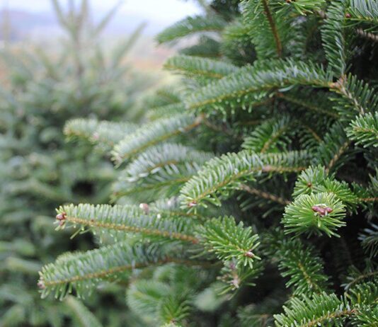 У Житомирській області розпочинається новорічна ялинкова кампанія