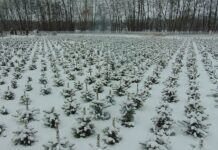 В лісгоспі на Житомирщині за рік висадили більше сотні гектарів лісу