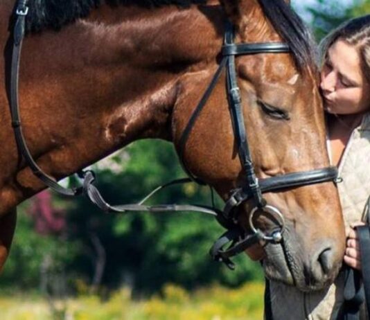 Корму лишилося на два тижні: у Житомирському центрі іпотерапії коні можуть залишитися без їжі