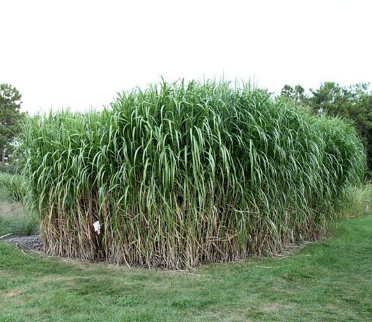 Житомирський університет займається вирощуванням рослини, що може замінити газ