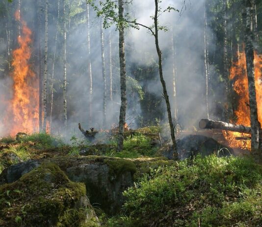 Чому не можна спалювати суху траву?