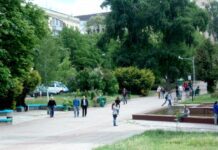 Во время реконструкции Нового бульвара в Житомире хотят срезать более 50 деревьев