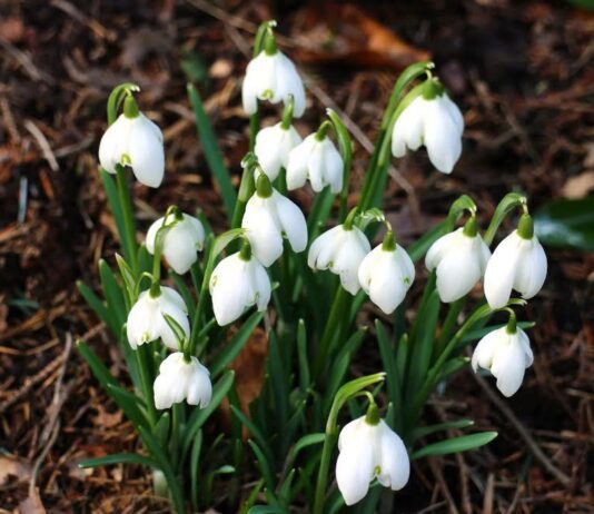 Чи настільки рідкісні первоцвіти, як про них говорять?